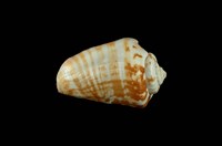 藏品(紅嬌鳳凰螺)的圖片